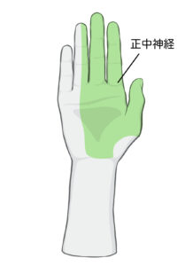 手の正中神経の場所