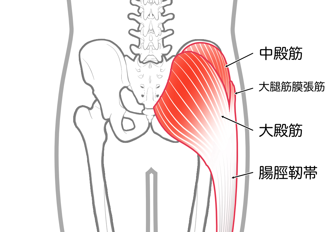 腸脛靭帯の位置