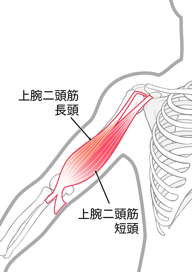 上腕二頭筋長頭と短頭